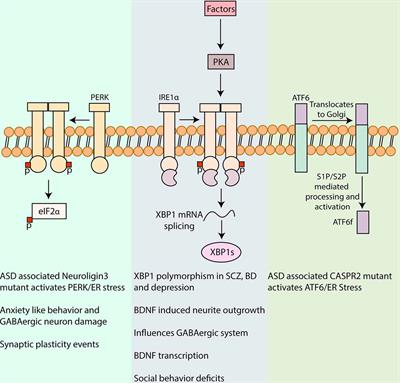 The Unfolded Protein Response and Autophagy as Drug Targets in Neuropsychiatric Disorders